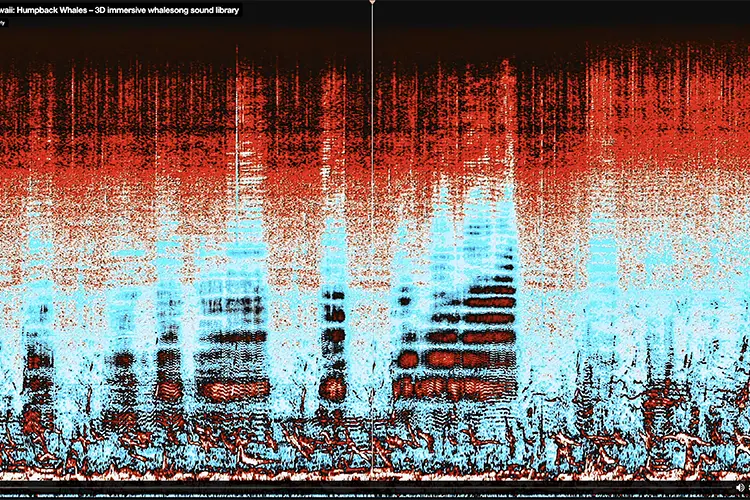 Sennheiser Thomas 3 HI
