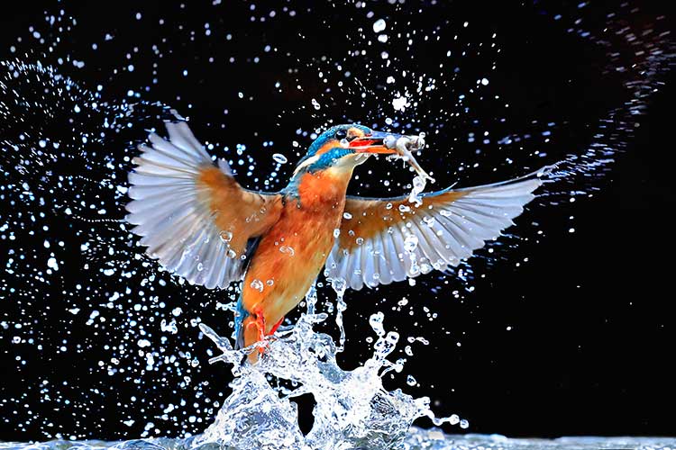 EOS 1D X Mark II Sample Image Andy Rouse Kingfisher 03 HIGH
